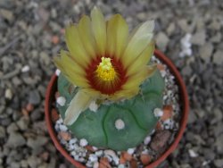 Astrophytum asterias nudum kiko, pot 5,5 cm - 12407486