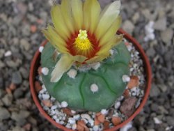 Astrophytum asterias nudum kiko, pot 5,5 cm - 12407487