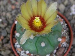 Astrophytum asterias nudum kiko, pot 5,5 cm - 12407488