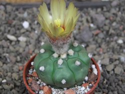 Astrophytum asterias nudum kiko, pot 5,5 cm - 12407490