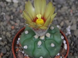Astrophytum asterias nudum kiko, pot 5,5 cm - 12407491