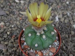 Astrophytum asterias nudum kiko, pot 5,5 cm - 12407492