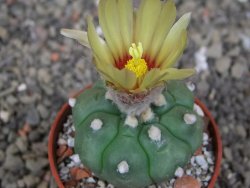 Astrophytum asterias nudum kiko, pot 5,5 cm - 12407493