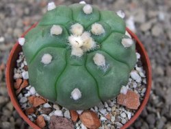 Astrophytum asterias nudum kiko, pot 5,5 cm - 12407494