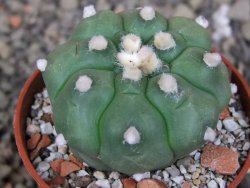 Astrophytum asterias nudum kiko, pot 5,5 cm - 12407495