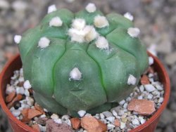 Astrophytum asterias nudum kiko, pot 5,5 cm - 12407496