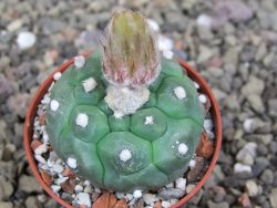 Astrophytum asterias nudum kiko, pot 5,5 cm