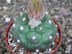 Astrophytum asterias nudum kiko, pot 5,5 cm - 12407498