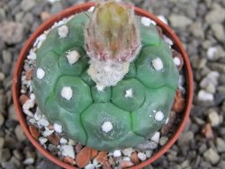 Astrophytum asterias nudum kiko, pot 5,5 cm - 12407499