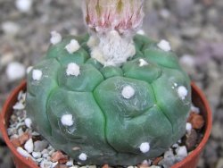 Astrophytum asterias nudum kiko, pot 5,5 cm - 12407500