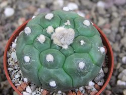 Astrophytum asterias nudum kiko, pot 5,5 cm - 12407501