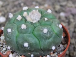 Astrophytum asterias nudum kiko, pot 5,5 cm - 12407502
