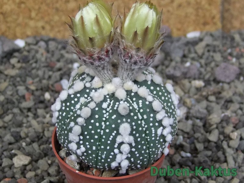 Astrophytum Hanazano Kabuto Star Shape, pot 5,5 cm