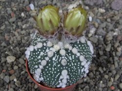 Astrophytum Hanazano Kabuto Star Shape, pot 5,5 cm - 12407503