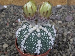 Astrophytum Hanazano Kabuto Star Shape, pot 5,5 cm - 12407504