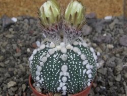 Astrophytum Hanazano Kabuto Star Shape, pot 5,5 cm - 12407506