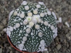 Astrophytum Hanazano Kabuto Star Shape, pot 5,5 cm - 12407508
