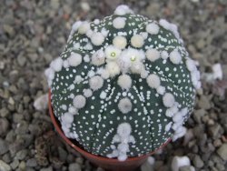 Astrophytum Hanazano Kabuto Star Shape, pot 5,5 cm - 12407509