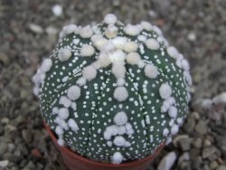 Astrophytum Hanazano Kabuto Star Shape, pot 5,5 cm - 12407510