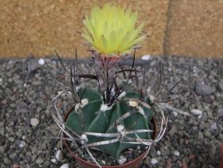 Astrophytum " Buffalo " pot 8 cm - 12407511