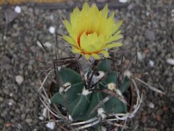 Astrophytum " Buffalo " pot 8 cm - 12407512