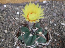 Astrophytum " Buffalo " pot 8 cm
