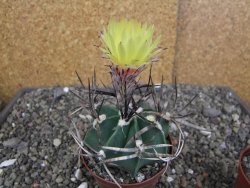 Astrophytum " Buffalo " pot 8 cm - 12407515