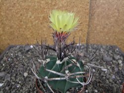 Astrophytum " Buffalo " pot 8 cm - 12407516
