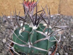 Astrophytum " Buffalo " pot 8 cm - 12407518
