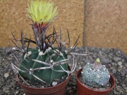 Astrophytum " Buffalo " pot 8 cm - 12407519
