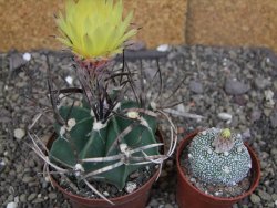 Astrophytum " Buffalo " pot 8 cm - 12407520