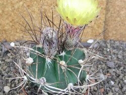 Astrophytum niveum nudum z " Buffalo " pot 8 cm - 12407552