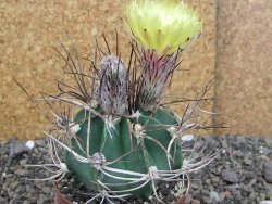 Astrophytum niveum nudum z " Buffalo " pot 8 cm
