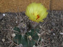 Astrophytum niveum nudum z " Buffalo " pot 8 cm - 12407554