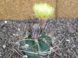 Astrophytum niveum nudum z " Buffalo " pot 8 cm - 12407555