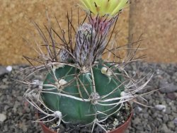 Astrophytum niveum nudum z " Buffalo " pot 8 cm - 12407556