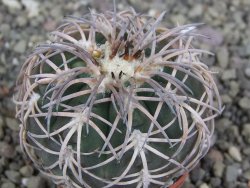 Gymnocalycium spegazzinii punillaense Tom 06-81/1 El Obelisco, pot 5,5 cm - 12407567