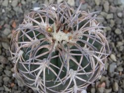 Gymnocalycium spegazzinii punillaense Tom 06-81/1 El Obelisco, pot 5,5 cm - 12407568