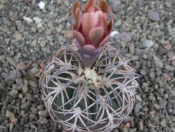 Gymnocalycium spegazzinii punillaense Tom 06-81/1 El Obelisco, pot 5,5 cm - 12407578