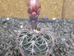 Gymnocalycium spegazzinii punillaense Tom 06-81/1 El Obelisco, pot 5,5 cm - 12407579