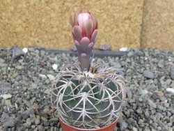 Gymnocalycium spegazzinii punillaense Tom 06-81/1 El Obelisco, pot 5,5 cm - 12407580
