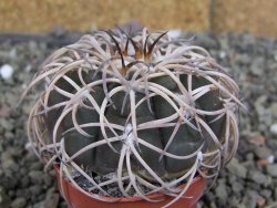 Gymnocalycium spegazzinii punillaense Tom 06-81/1 El Obelisco, pot 5,5 cm - 12407571