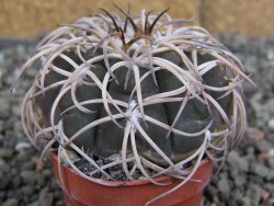 Gymnocalycium spegazzinii punillaense Tom 06-81/1 El Obelisco, pot 5,5 cm - 12407572