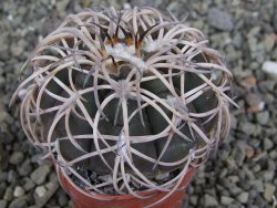 Gymnocalycium spegazzinii punillaense Tom 06-81/1 El Obelisco, pot 5,5 cm - 12407573