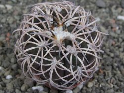 Gymnocalycium spegazzinii punillaense Tom 06-81/1 El Obelisco, pot 5,5 cm - 12407575