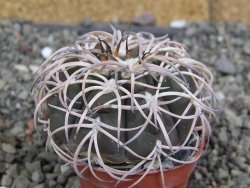 Gymnocalycium spegazzinii punillaense Tom 06-81/1 El Obelisco, pot 5,5 cm - 12407576