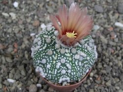 Astrophytum Hanazano Kabuto, pot 5,5 cm - 12407586
