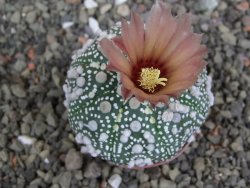 Astrophytum Hanazano Kabuto, pot 5,5 cm - 12407587