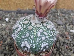 Astrophytum Hanazano Kabuto, pot 5,5 cm