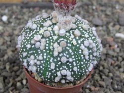 Astrophytum Hanazano Kabuto, pot 5,5 cm - 12407590